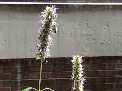 Agastache foeniculum