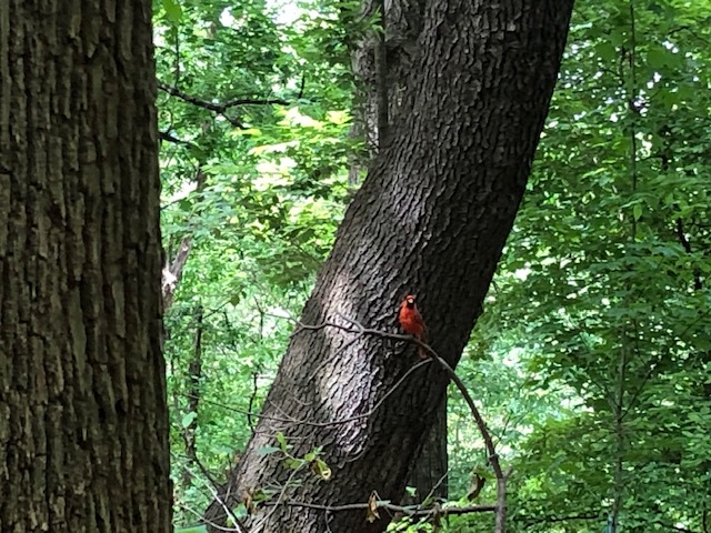 Cardinal