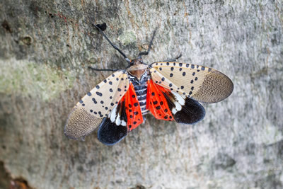 Lantern Fly