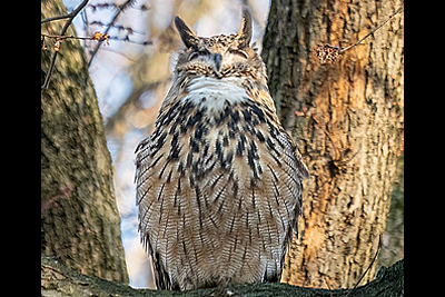 Flaco, the Eurasian eagle-owl