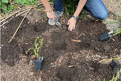 Community Garden