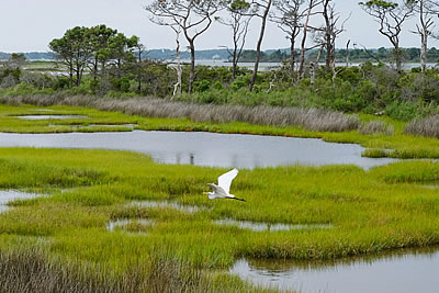 restored wetlands