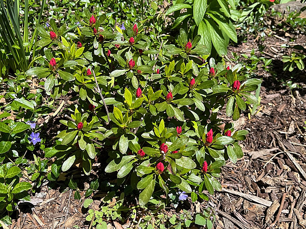 Azalea success.