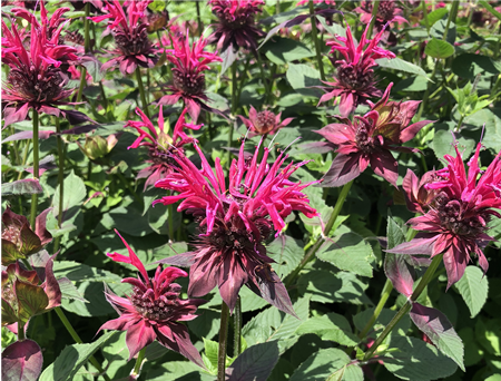 Bee Balm